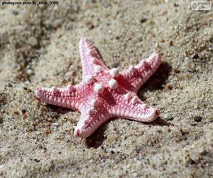 yapboz Güzel deniz yıldızı